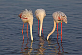 European Flamingo (Phoenicopterus roseus) trio foraging, Walvis Bay, Namibia