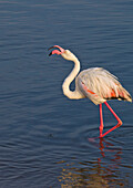 European Flamingo (Phoenicopterus roseus) calling, Walvis Bay, Namibia