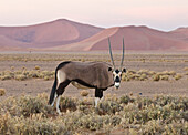 Oryx (Oryx gazella) in desert, Sossusvlei, Namib-Naukluft National Park, Namibia