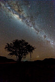 Milky Way over tree, Namib Desert, Namibia