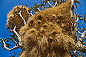 Sociable Weaver (Philetairus socius) nests, Quiver Tree Forest, Namibia