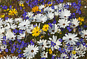 Glandular Cape Marigold (Dimorphotheca sinuata), Rain Daisy (Dimorphotheca pluvialis), and Cape Stock (Heliophila sp) flowers in spring, Namaqualand, South Africa