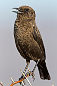 Barratt's Warbler (Bradypterus barratti) calling, Mountain Zebra National Park, South Africa