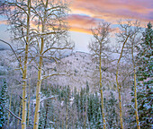 Quaking Aspen (Populus tremuloides) trees in winter, Aspen Vista, Santa Fe National Forest, New Mexico