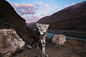 Snow Leopard (Panthera uncia) wild female, wet after having crossed river, in mountain valley, Uchkul River, Sarychat-Ertash Strict Nature Reserve, Tien Shan Mountains, eastern Kyrgyzstan
