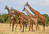 Masai Giraffe (Giraffa tippelskirchi) group, Masai Mara, Kenya