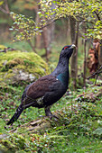 Western Capercaillie (Tetrao urogallus) male, Bavaria, Germany
