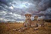 Cheetah (Acinonyx jubatus) females during storm, native to Africa and Asia