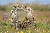 Cheetah (Acinonyx jubatus) females licking each other, native to Africa and Asia