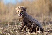 Cheetah (Acinonyx jubatus) cub in alarmed position, native to Africa and Asia