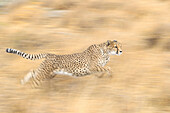 Cheetah (Acinonyx jubatus) female running, native to Africa and Asia