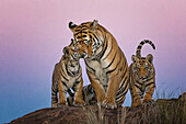 Tiger (Panthera tigris) female with cubs, native to Asia