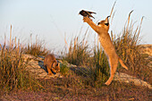 Caracal (Caracal caracal) cubs catching a Common Starling (Sturnus vulgaris), native to Africa and Asia