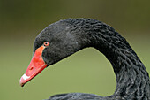 Black Swan (Cygnus atratus), North Rhine-Westphalia, Germany