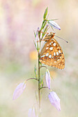 High Brown Fritillary (Argynnis adippe) butterfly, Dalmatia, Croatia