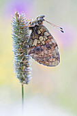 Lesser Marbled Fritillary (Brenthis ino) butterfly, Valais, Switzerland