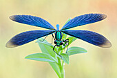 Beautiful Demoiselle (Calopteryx virgo), North Rhine-Westphalia, Germany