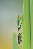 Green Leafhopper (Cicadella viridis) male and female, Utrecht, Netherlands
