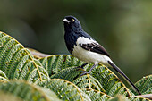 Magpie Tanager (Cissopis leverianus), Atlantic Rainforest, Brazil