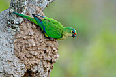 Peach-fronted Parakeet (Aratinga aurea), Pantanal, Brazil