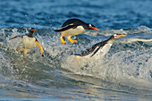 Gentoo Penguin (Pygoscelis papua) surfing, Falkland Islands