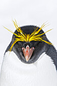Macaroni Penguin (Eudyptes chrysolophus) sleeping, South Georgia Island