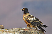 Bearded Vulture (Gypaetus barbatus) juvenile, Giant's Castle National Park, KwaZulu-Natal, South Africa