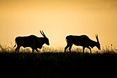 Eland (Taurotragus oryx) male and female at sunset, Rietvlei Nature Reserve, South Africa