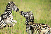 Burchell's Zebra (Equus burchellii) stallions fighting, Rietvlei Nature Reserve, South Africa