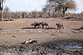 African Lion (Panthera leo) female killing Cape Buffalo (Syncerus caffer) while herd is counter-attacking, Kruger National Park, South Africa, sequence 17 of 17