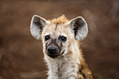 Spotted Hyena (Crocuta crocuta) one year old pup, Kruger National Park, South Africa