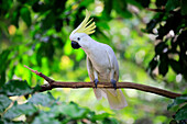 Sulphur-crested Cockatoo (Cacatua galerita) displaying, Singapore Zoo, Singapore