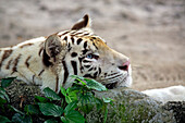 Bengal Tiger (Panthera tigris tigris), white morph, Singapore Zoo, Singapore