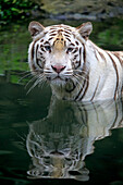 Bengal Tiger (Panthera tigris tigris), white morph in water, Singapore Zoo, Singapore