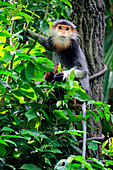 Douc Langur (Pygathrix nemaeus), Singapore Zoo, Singapore