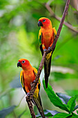 Sun Parakeet (Aratinga solstitialis) pair, Singapore Zoo, Singapore