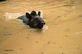 Brazilian Tapir (Tapirus terrestris) swimming, Ecuador