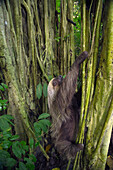 Hoffmann's Two-toed Sloth (Choloepus hoffmanni) climbing tree, Ecuador