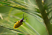 Leaf Beetle (Alurnus humeralis), Amazon, Ecuador