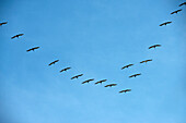 Brown Pelican (Pelecanus occidentalis) group flying in formation, Ecuador