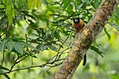Golden-mantled Tamarin (Saguinus tripartitus), Amazon, Ecuador