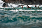 Blue-footed Booby (Sula nebouxii) group flying near coast, Ecuador