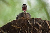 Sunbittern (Eurypyga helias) chick in defensive display in nest, Ecuador
