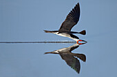 Black Skimmer (Rynchops niger) skimming, Ecuador