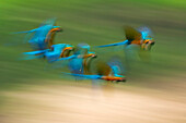 Blue and Yellow Macaw (Ara ararauna) group flying, Ecuador