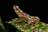 Bornean Rainbow Toad (Ansonia latidisca), unseen since 1924 it was rediscovered in 2011, Gunung Penrissen, Sarawak, Borneo, Malaysia