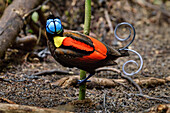 Wilson's Bird-of-paradise (Cicinnurus respublica) male courting, Waigeo, New Guinea, Indonesia