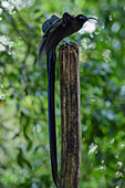 Black Sicklebill (Epimachus fastuosus) courting, Arfak Mountains, New Guinea, Indonesia