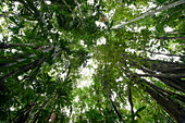 Fan Palm (Licuala sp) trees in lowland rainforest, Nimbokrang, New Guinea, Indonesia