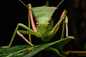 Katydid (Tettigoniidae), Nimbokrang, New Guinea, Indonesia